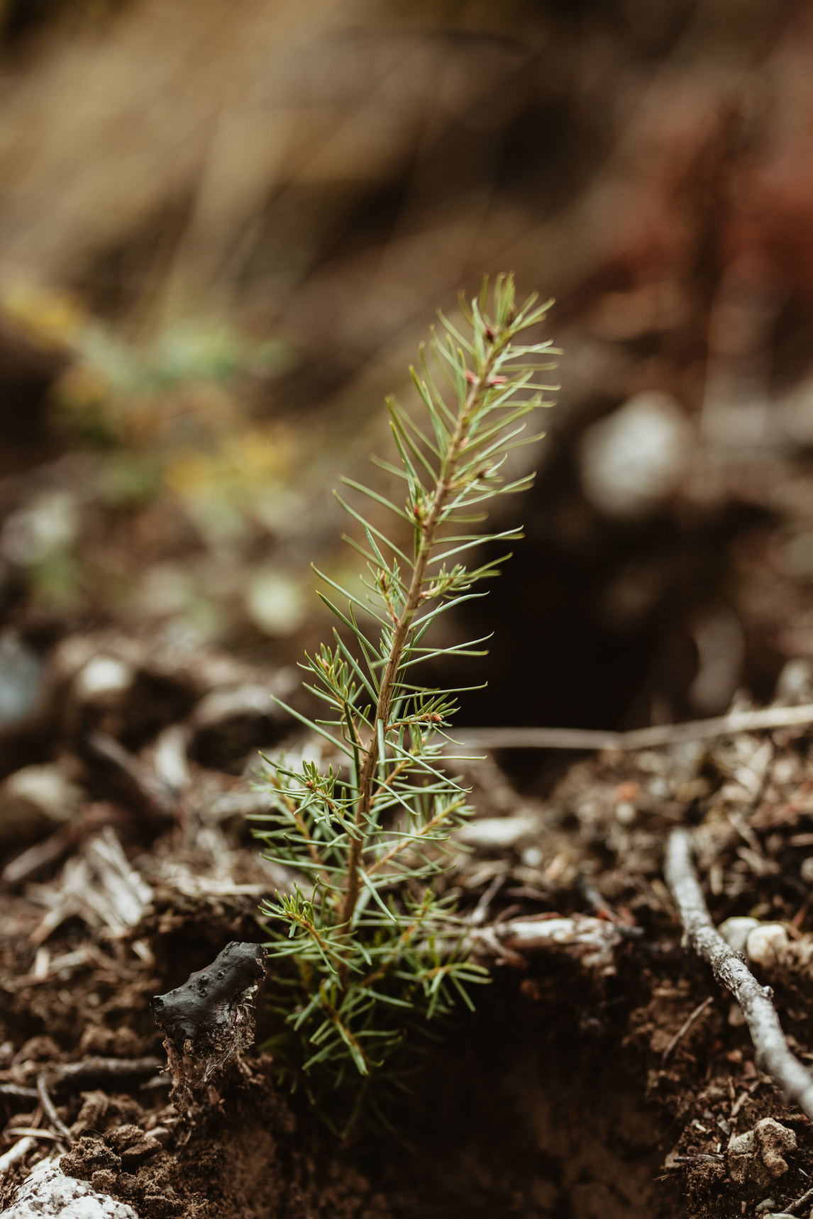 Restore soil health